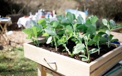 Our Allotment
