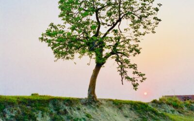 Living Tree News May 2021